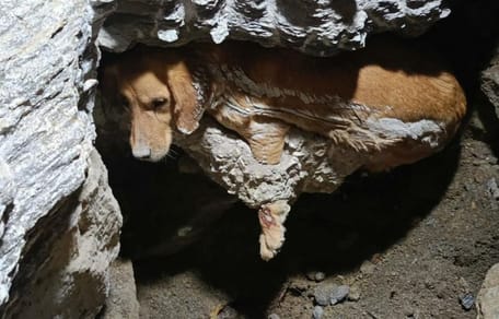 Hund in Beton gefangen