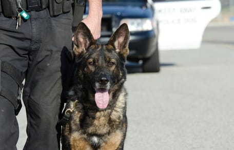 Police dog