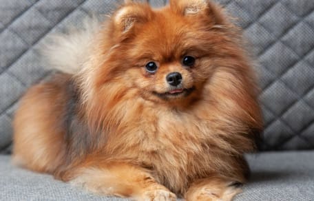Pomeranian dog