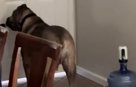 chien porte