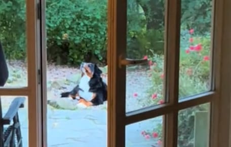 Chien qui regarde le ciel
