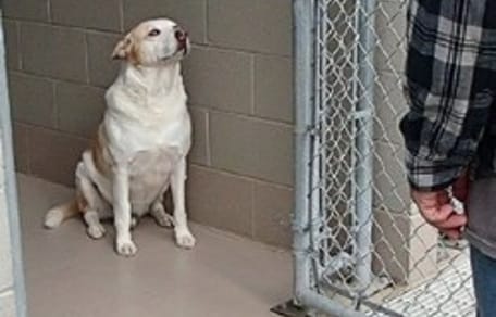 chien dans un refuge