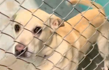 shelter dog