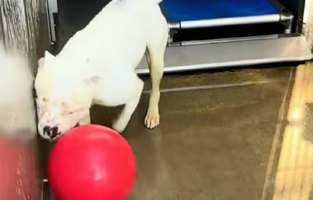 dog shelter