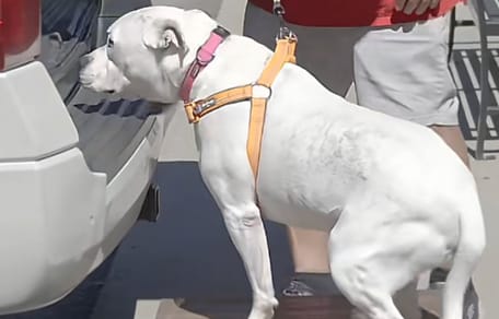 Shelter dog