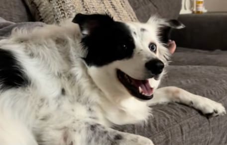 Dog watches Stranger Things