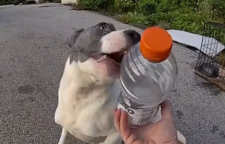 A dog found abandoned in a crate