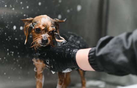 Hond in een trimsalon