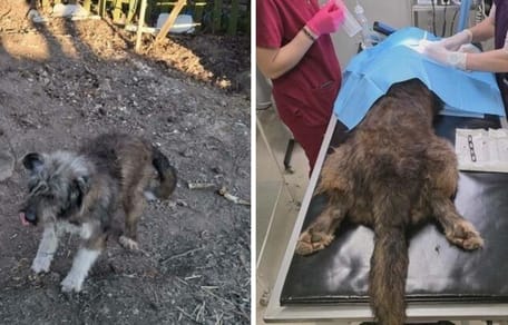 Geredde hond tijdens een operatie bij de dierenarts