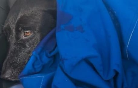 Une chienne tombe à l’eau : les secouristes se mobilisent pour lui sauver la vie