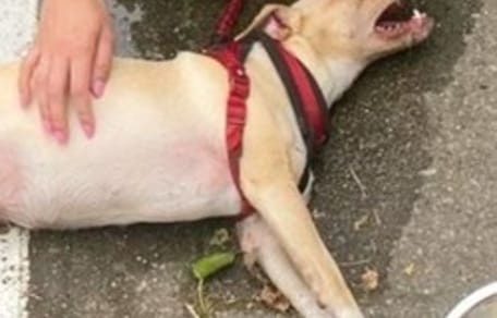 Chien haletant au sol