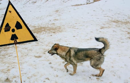 Chien Tchernobyl