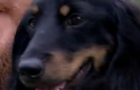 Chien Teckel