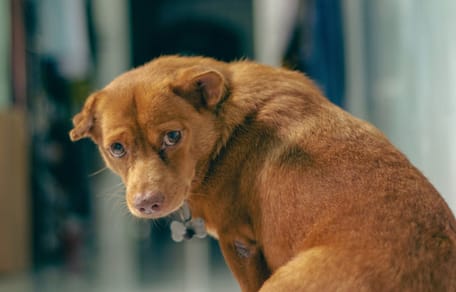chien triste