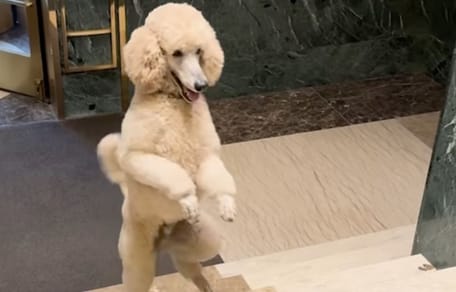 chien USA Caniche Royal