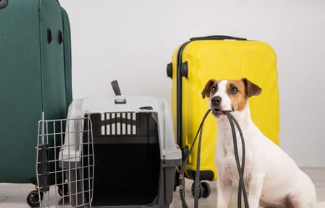 Dans l’avion, un chien équivaut à un bagage, selon la justice européenne