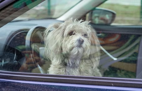 Chien voiture