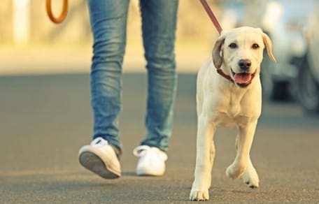 comment adopter un chien