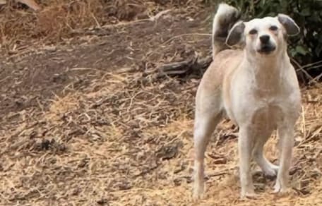 Chienne abandonnée