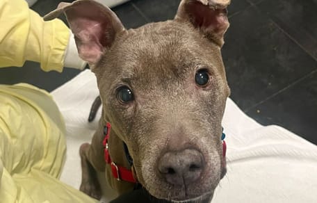 Une chienne est retrouvée « la peau sur les os » : ses sauveteurs remuent ciel et terre pour la sauver