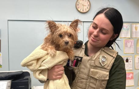 Yorkshire-Terrier-Hündin in einem Briefkasten ausgesetzt