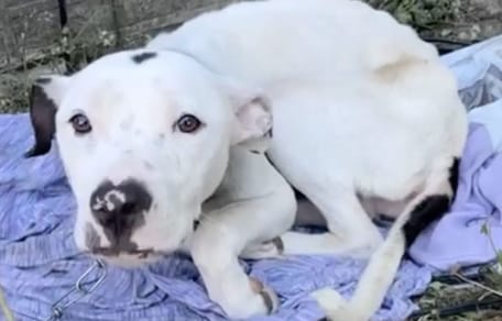 frightened dog