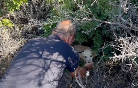 Cagnolina tra i cespugli