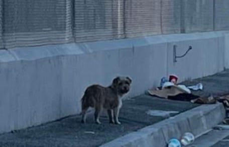 Chienne errante à Los Angeles