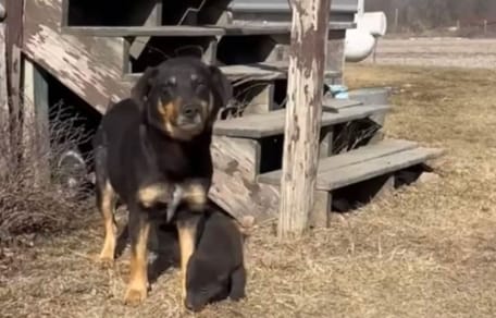 cagnolina e cucciolo