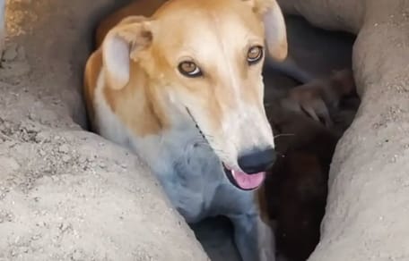 chienne Koweit