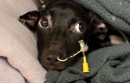 Poorly dog