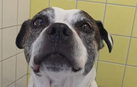 Hündin im Tierheim