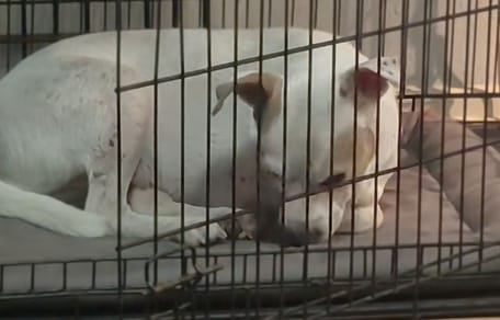 Cagnolina a tre zampe