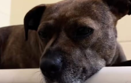 chienne triste