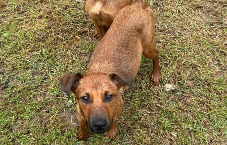 Cagnoline abbandonate