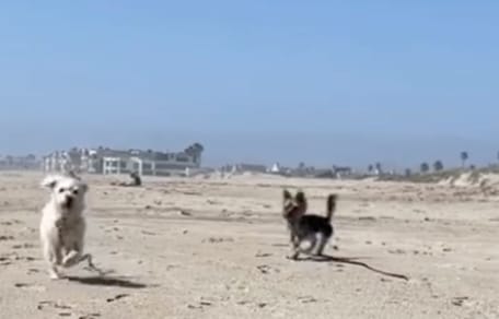 Honden op het strand