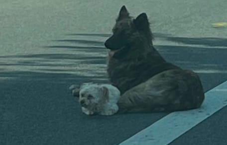 Hunde liegen mitten auf der Straße