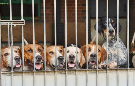 Chiens dans des chenils