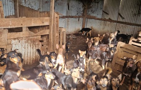 Hunde unter katastrophalen hygienischen Bedingungen