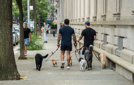 Chiens dans New York