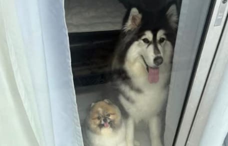 Chiens devant la porte