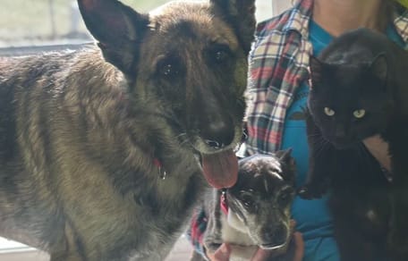 Twee honden en een kat gered van de straat: hun vriendschap ontroert asielmedewerkers