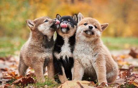 chiens japonais