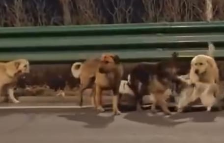 Hunde kehren nach Hause zurück