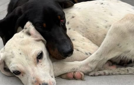 Chiens retrouvés par Inoxtag