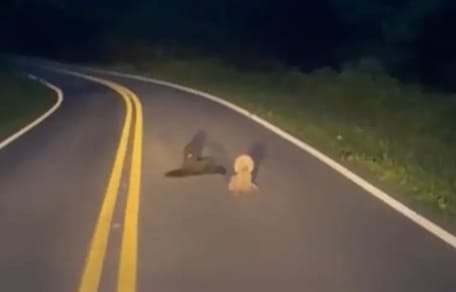 Hunde auf einer Straße