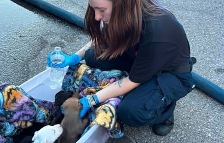 Piccoli cagnolini salvati da un incendio