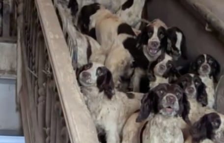 Englische Springer Spaniel Hunde