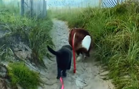 Hunde am Strand