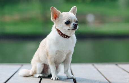 Chihuahua
